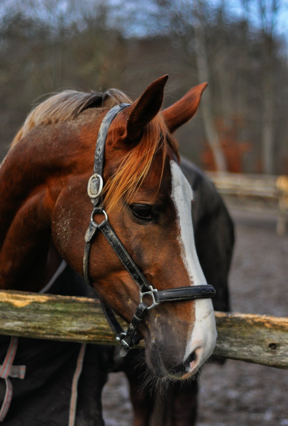 a brown and white horse standing next to a wooden fence