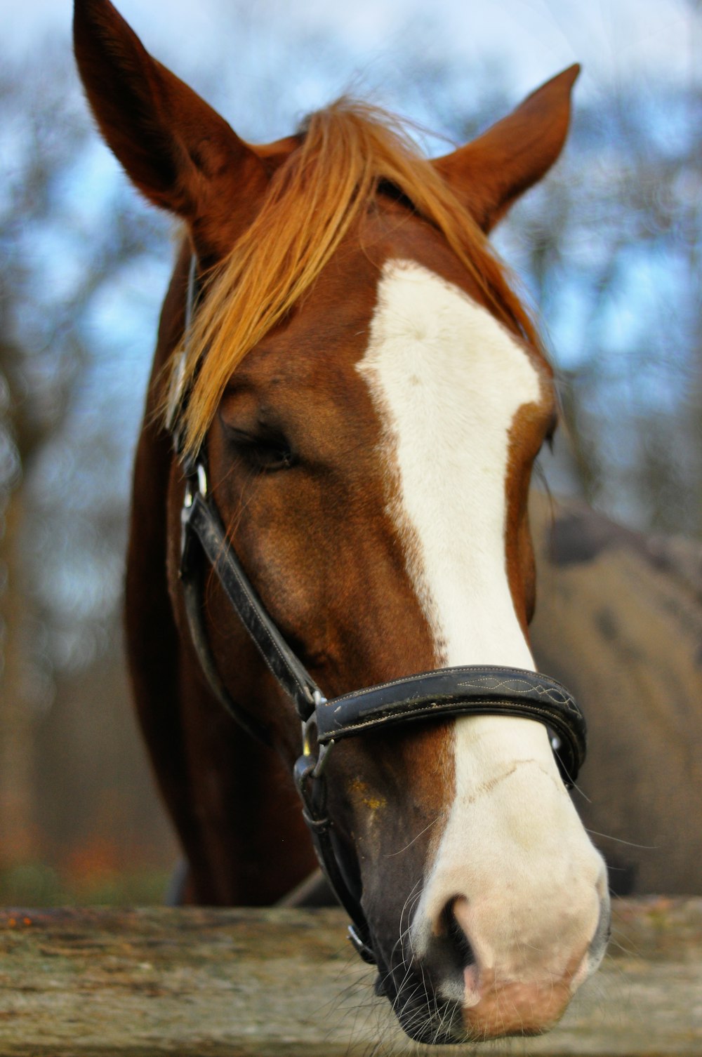 um close up da cabeça de um cavalo sobre uma cerca