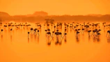 A group of birdwatchers observing a flock of flamingos at sunset.