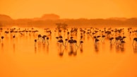 A vibrant flock of flamingos standing in a shimmering, calm lake reflecting the pink hues of dusk.