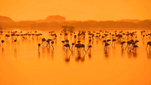A group of birdwatchers observing a flock of flamingos at sunset.