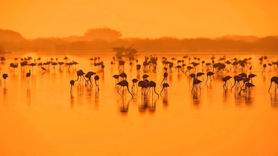 Colorful flamingos wading through a serene lake at sunrise.
