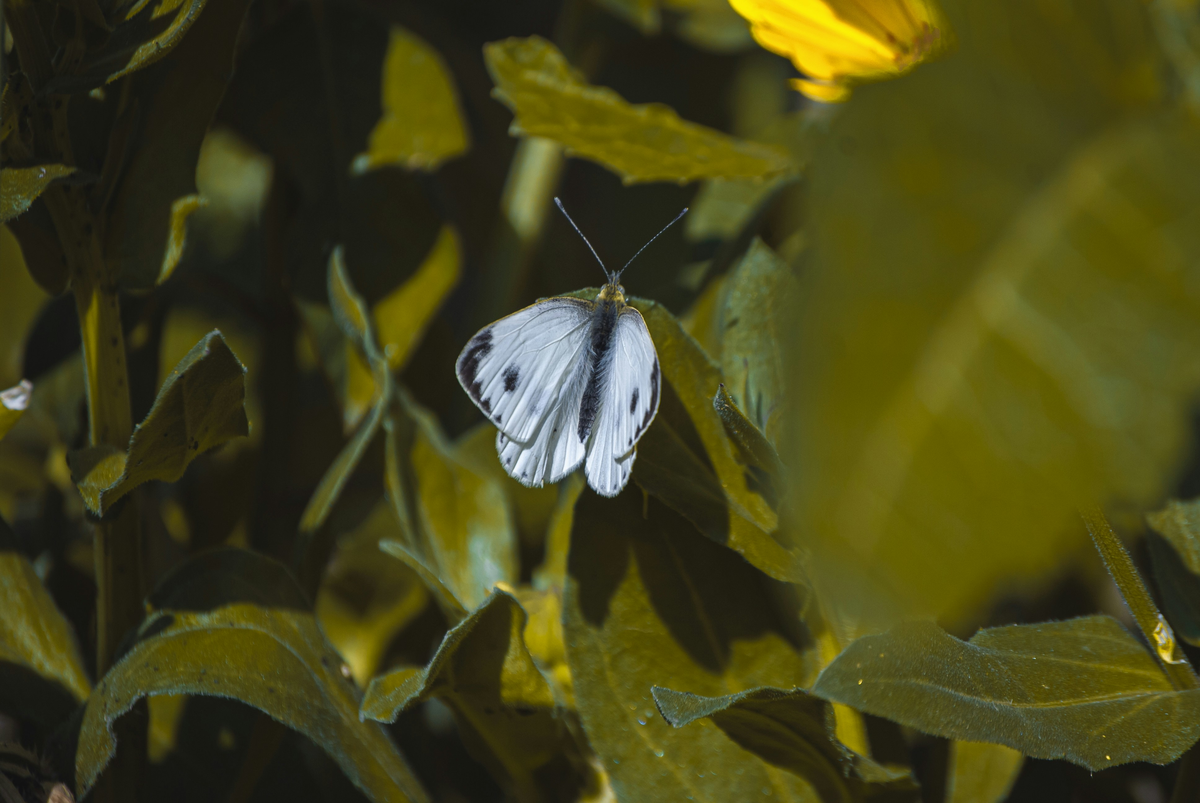Photo by jimij47