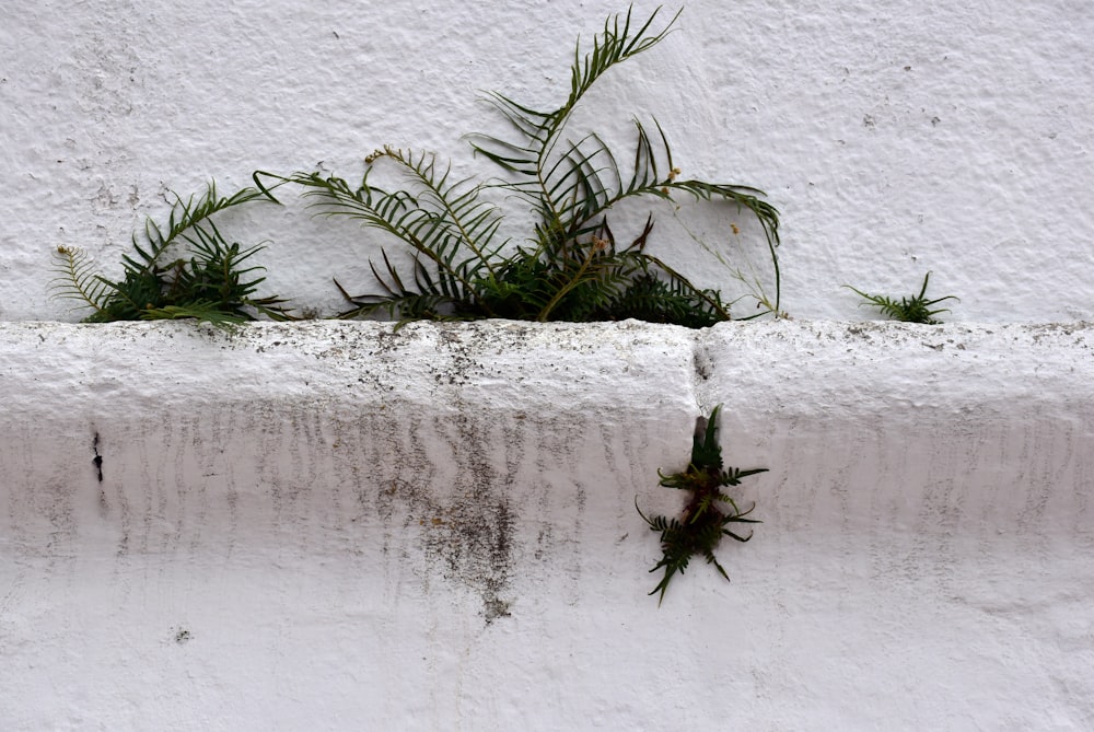 una planta que crece del lado de una pared blanca