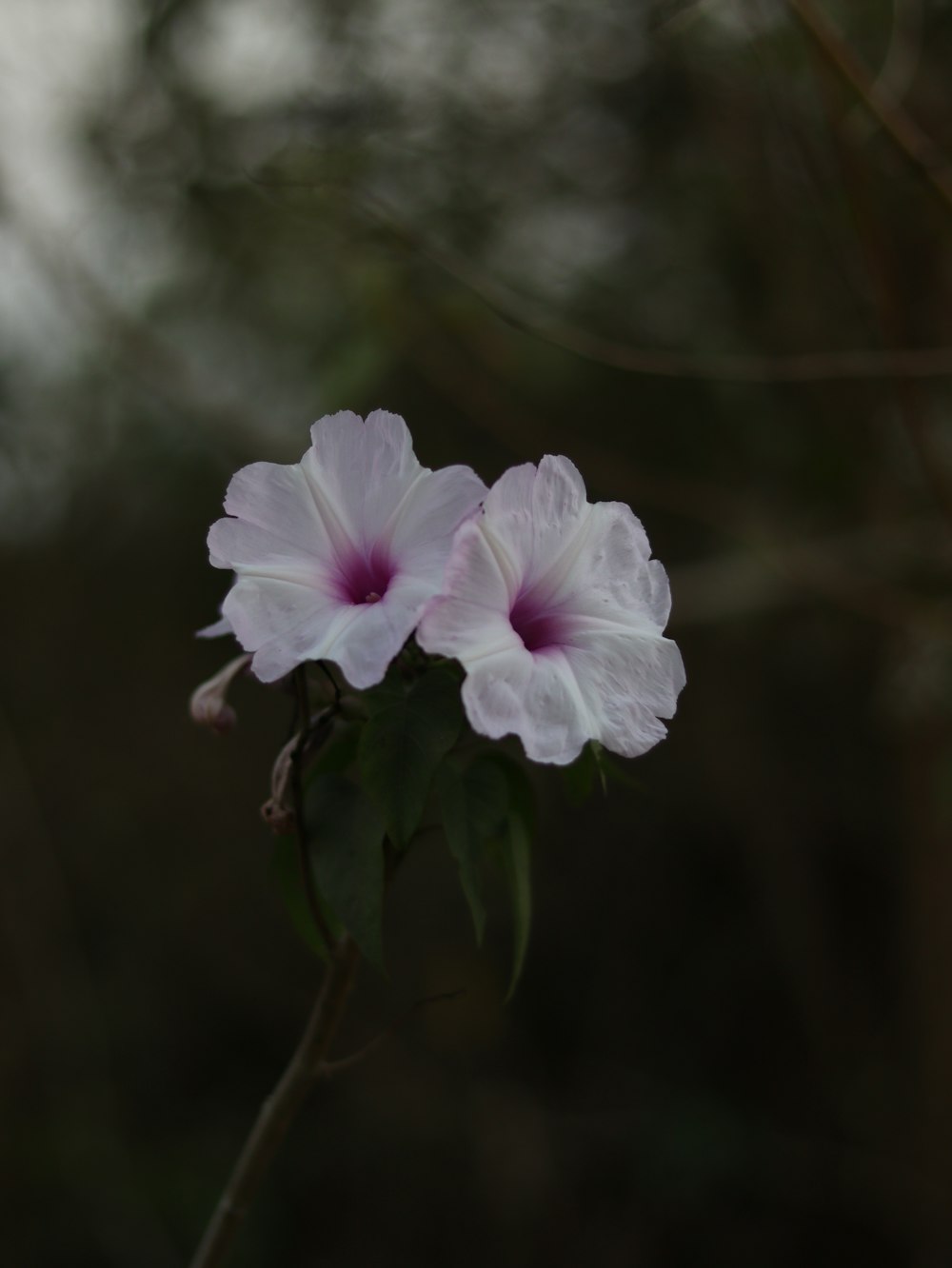 a close up of a flower with a blurry background