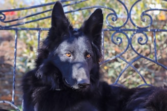 A black dog with pointy ears and golden eyes is lying on a decorative metal bench. The background is a blur of greenery that suggests a garden or outdoor setting in bright daylight.