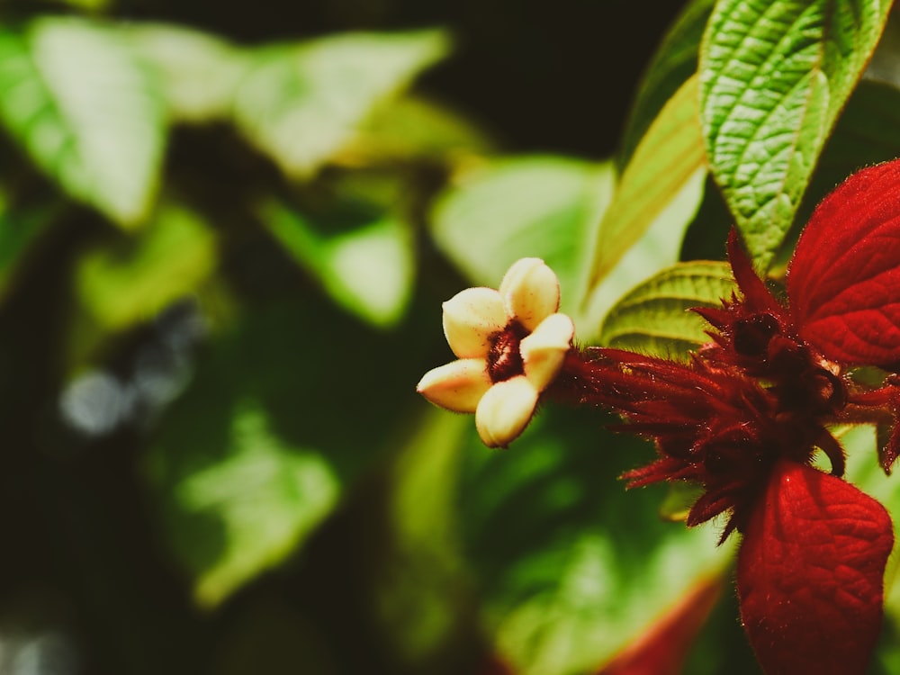 a close up of a red flower with green leaves