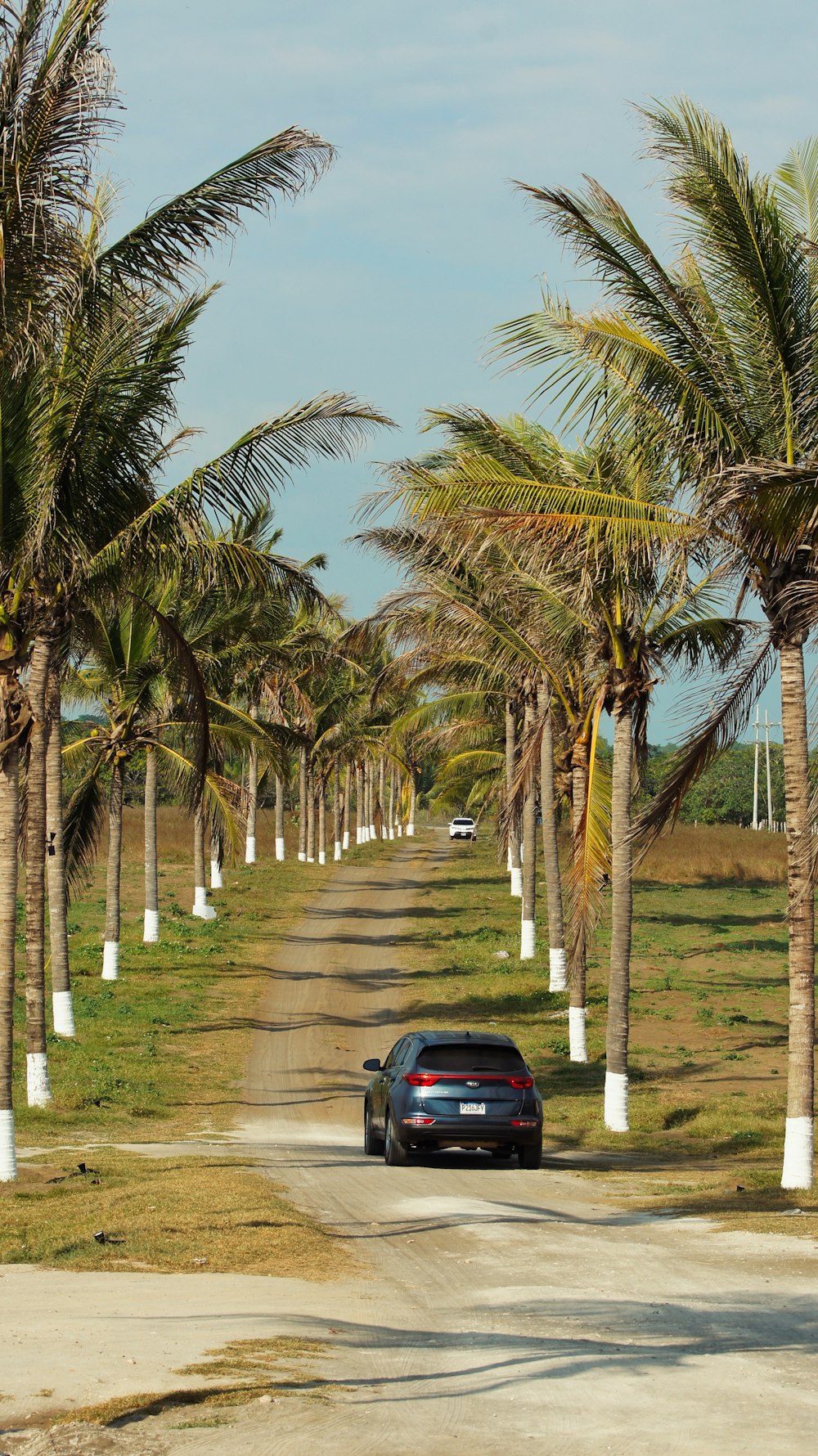 a car driving down a dirt road between palm trees