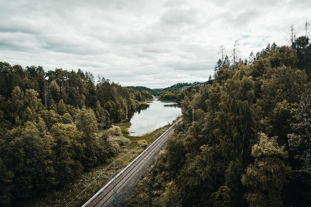 a train traveling through a lush green forest