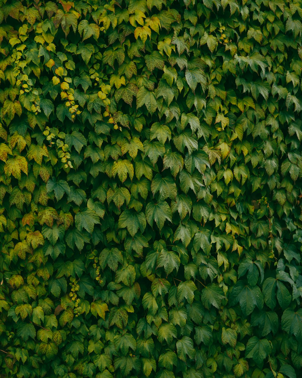 a green wall covered in lots of leaves