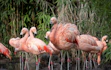 a group of flamingos standing around in a pond