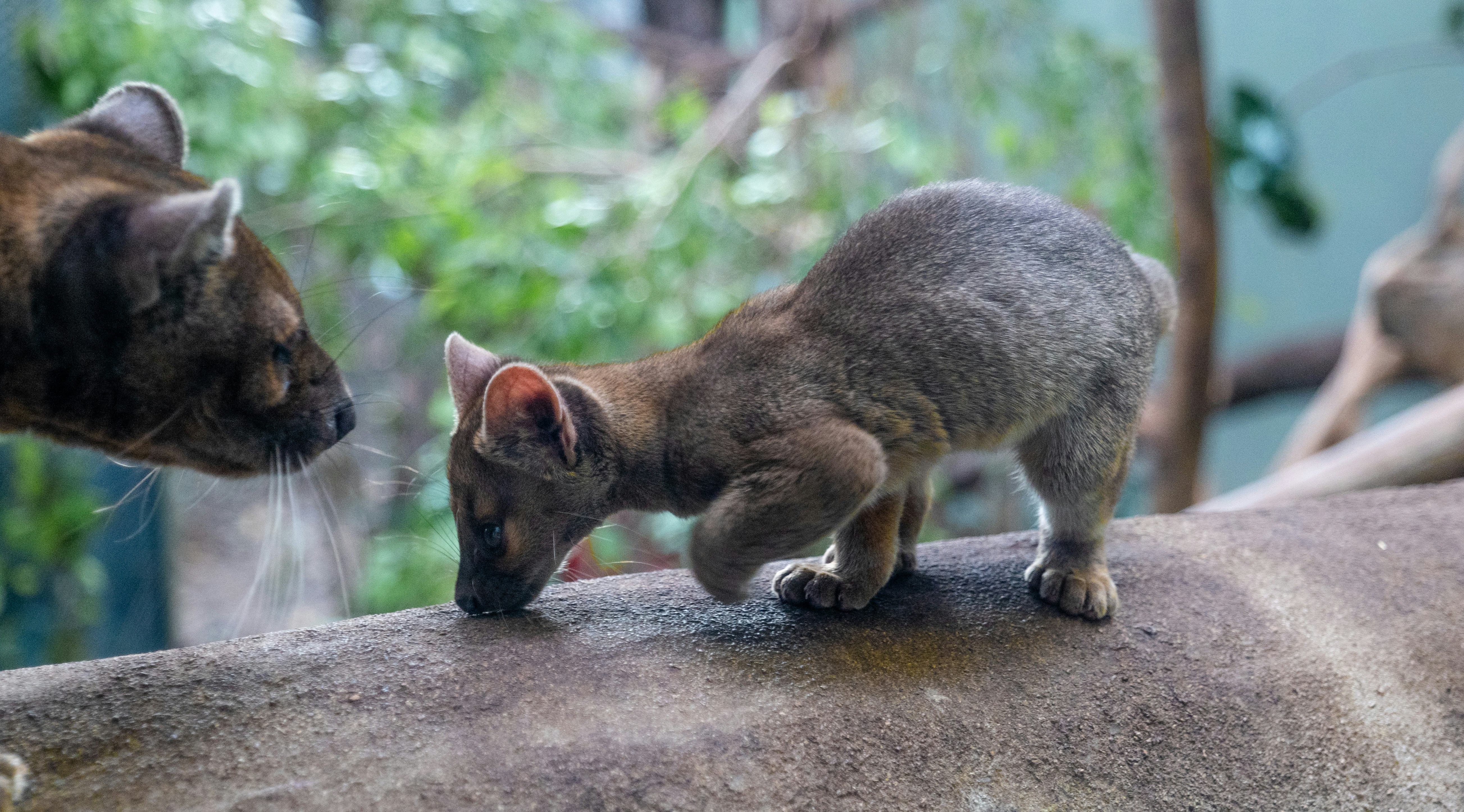 a couple of cats standing on top of a rock