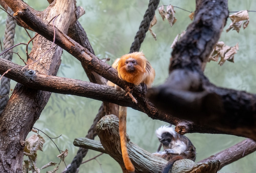 a couple of monkeys sitting on top of a tree branch