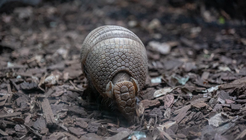 Nine-banded Armadillo (Dasypus novemcinctus) in natural habitat