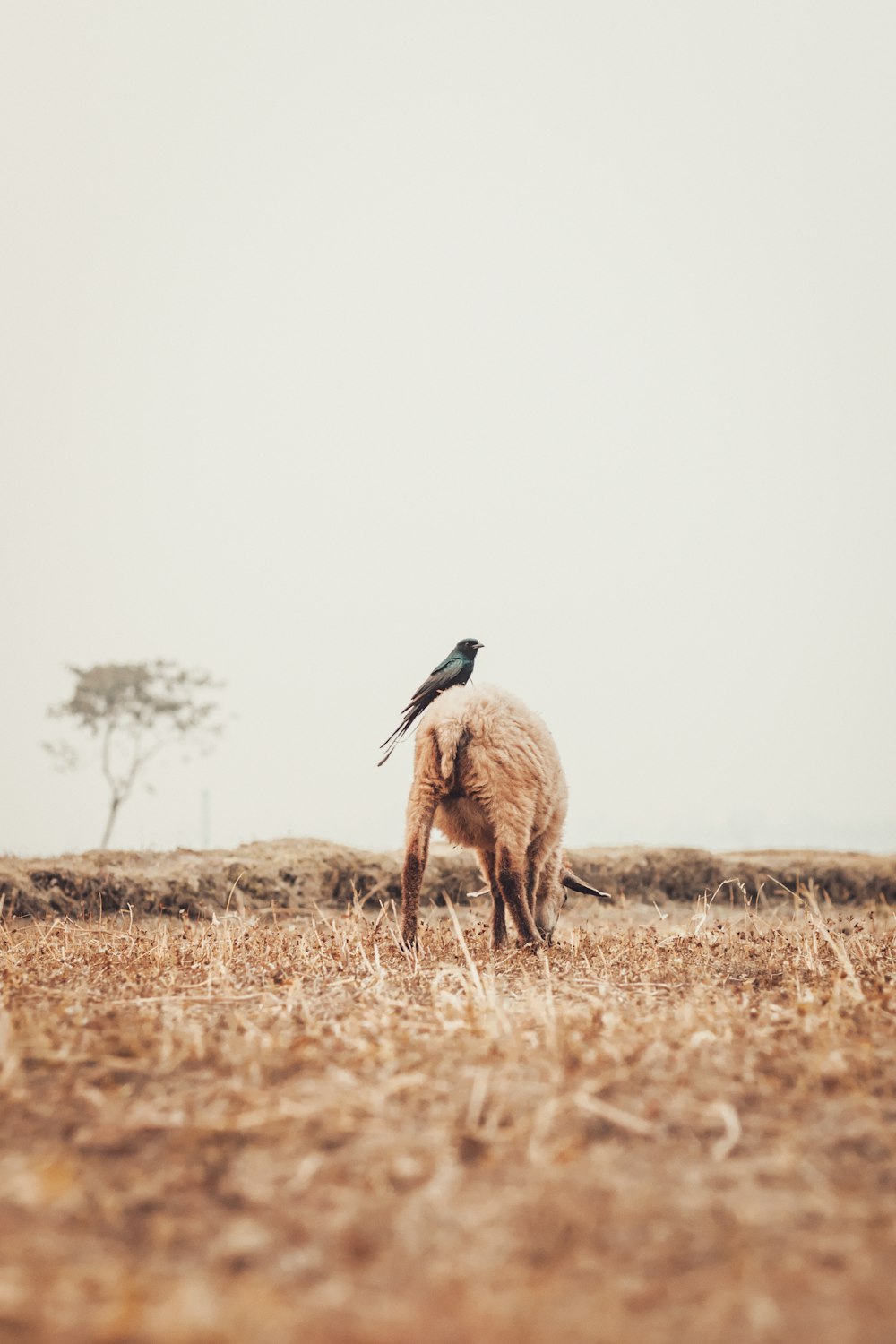 a bird sitting on the back of a sheep in a field