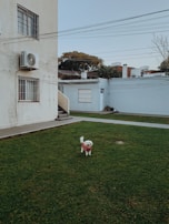 A small white dog wearing a red sweater stands on a well-maintained lawn. In the background, there is a building with air conditioning units and windows with bars. Trees and rooftops are visible beyond the building, and the sky is clear with a few overhead wires.