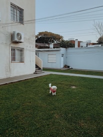 A small white dog wearing a red sweater stands on a well-maintained lawn. In the background, there is a building with air conditioning units and windows with bars. Trees and rooftops are visible beyond the building, and the sky is clear with a few overhead wires.