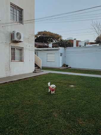 A small white dog wearing a red sweater stands on a well-maintained lawn. In the background, there is a building with air conditioning units and windows with bars. Trees and rooftops are visible beyond the building, and the sky is clear with a few overhead wires.
