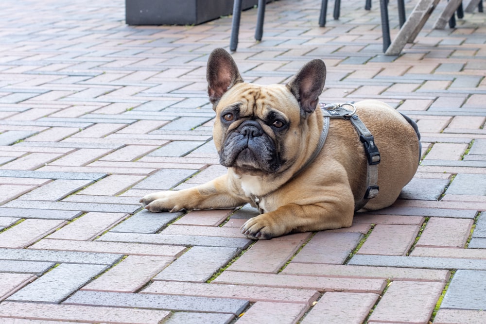 a brown dog laying on a brick sidewalk