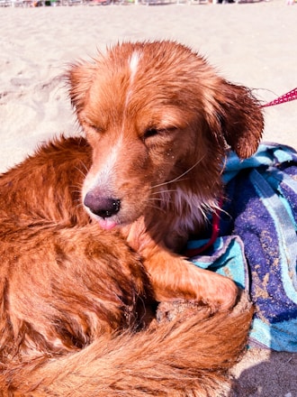 Bright outdoor self-service dog wash station with a happy dog being rinsed on a sunny day at a coastal holiday park.