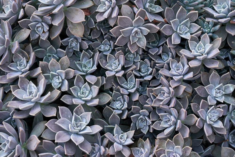 um close up de um monte de plantas