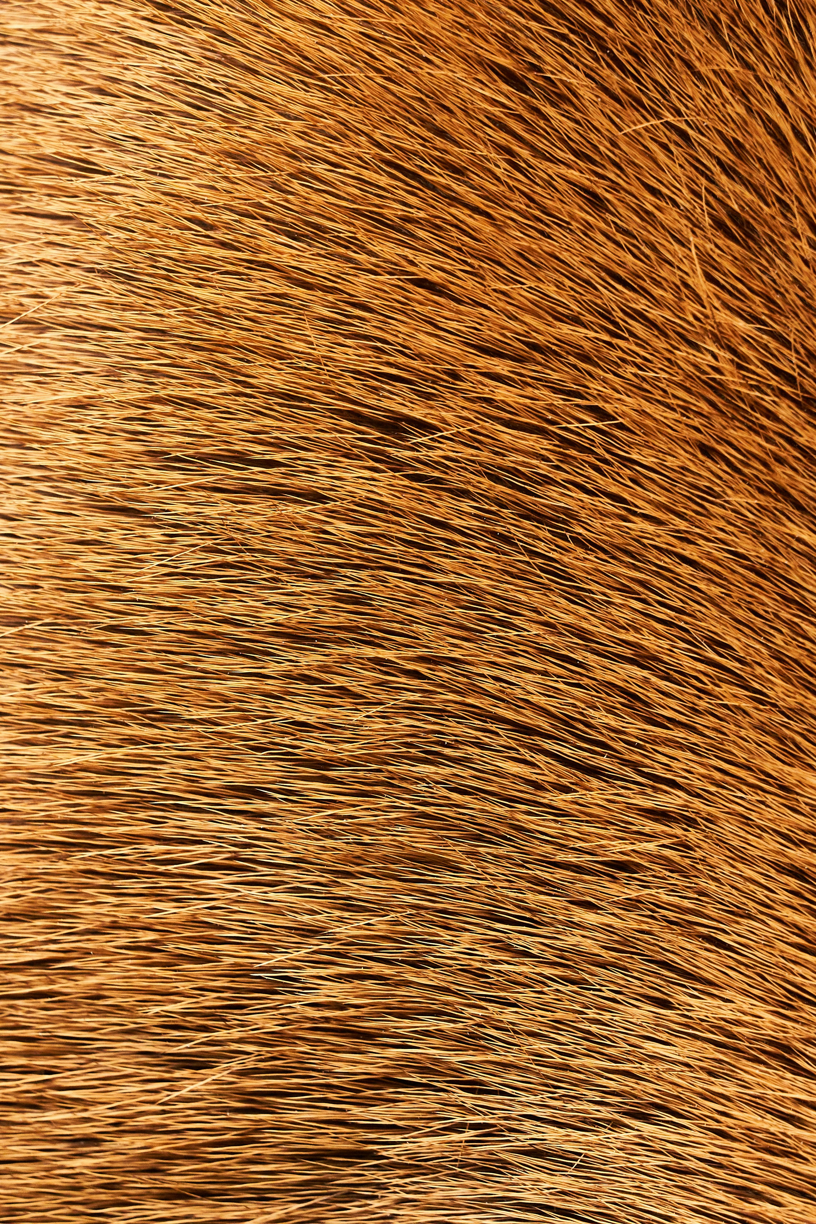 a close up of a brown and black animal fur