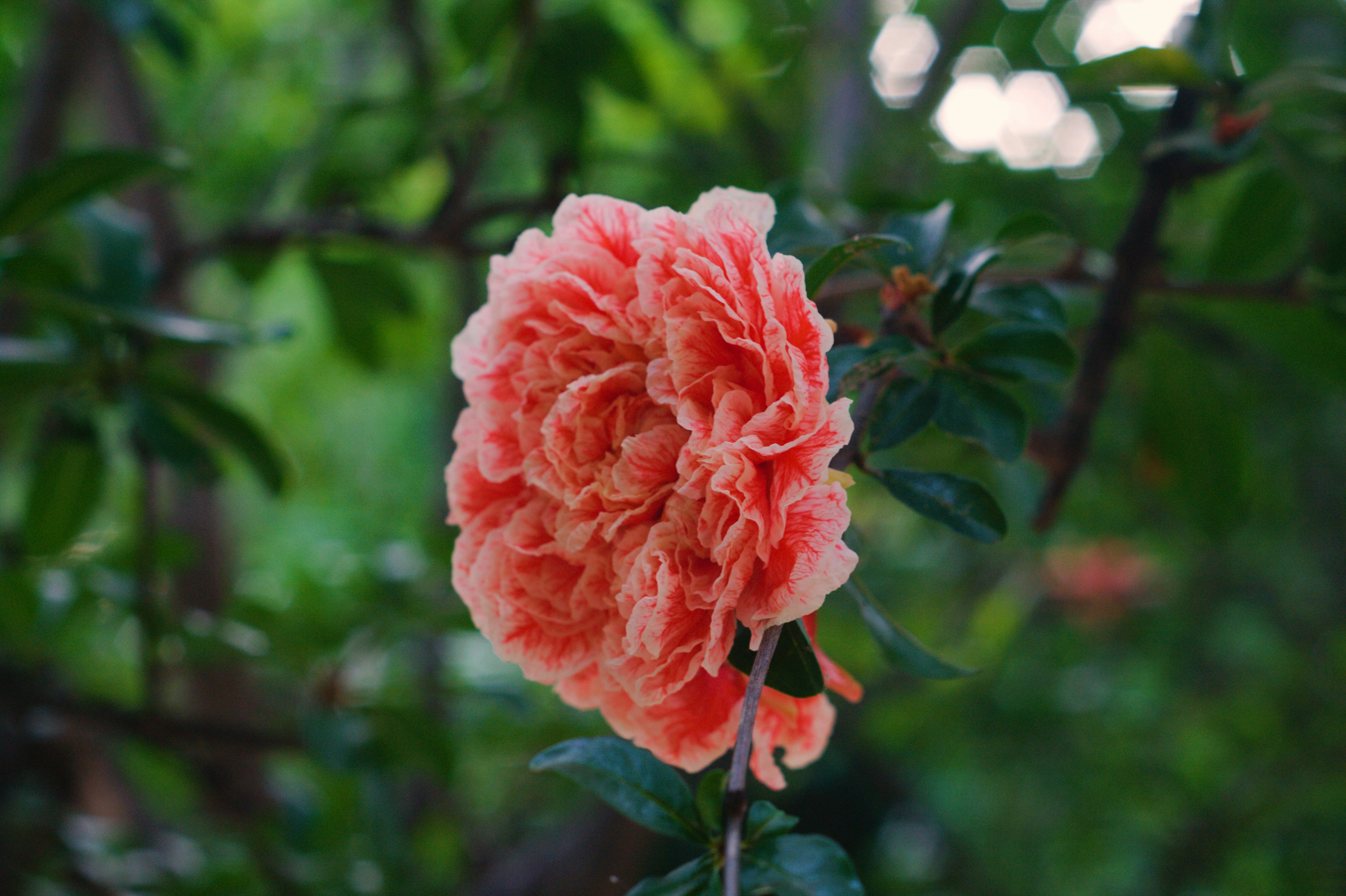 Photo by liligancephotography