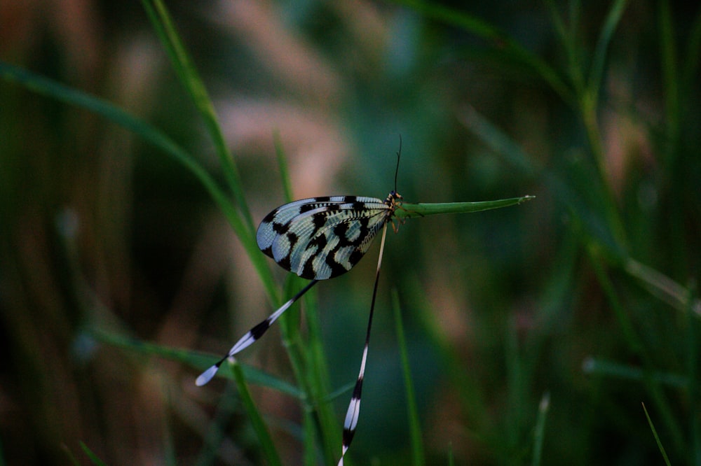 a black and white striped insect sitting on a blade of grass