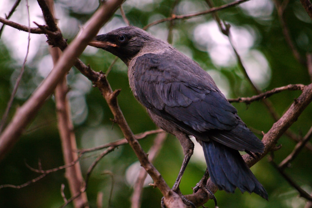 a bird perched on a branch of a tree