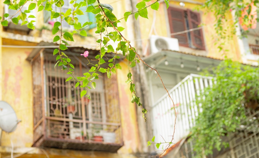 un bâtiment avec un balcon et une plante verte suspendue à celui-ci