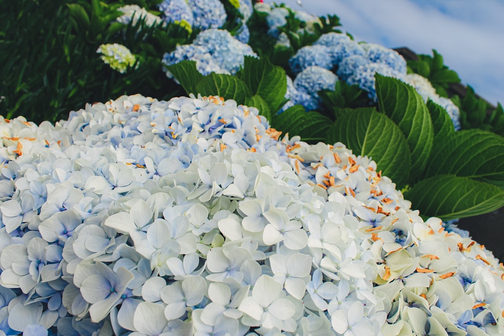 a close up of a bunch of blue and white flowers