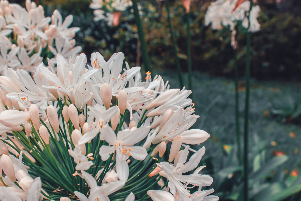 a bunch of white flowers in a garden