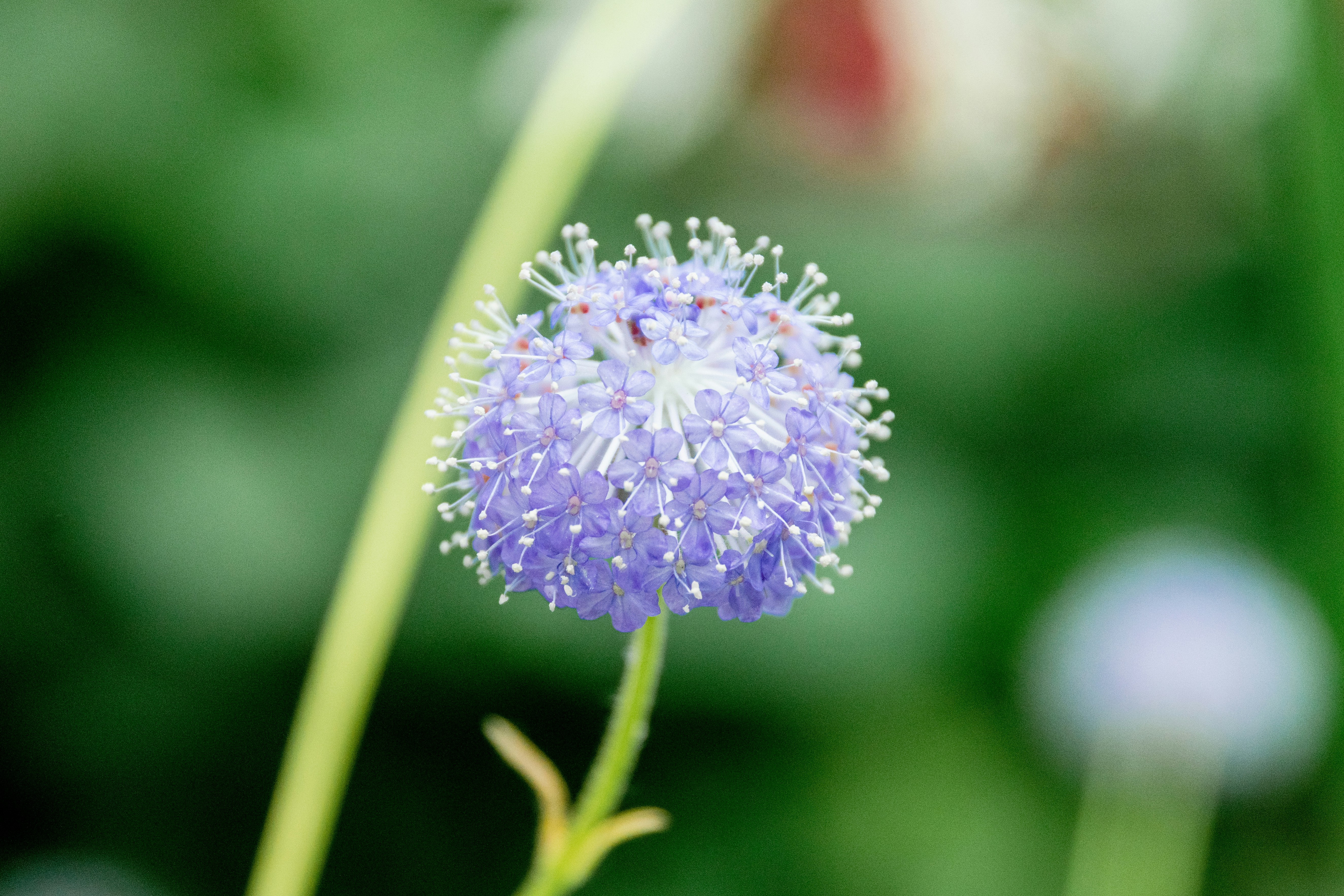 Photo by bifidolactis