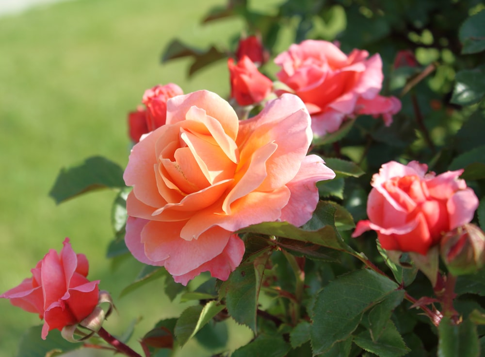 a group of pink roses blooming in a garden