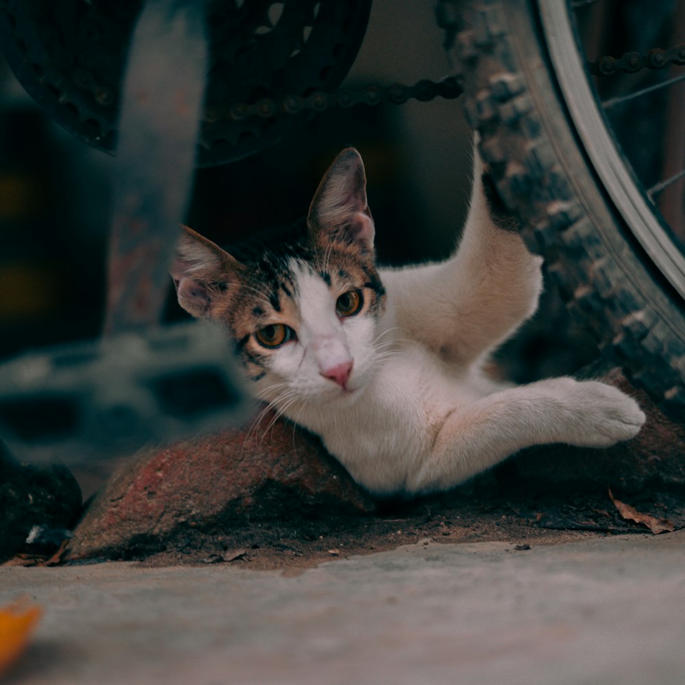 a cat laying on the ground next to a tire