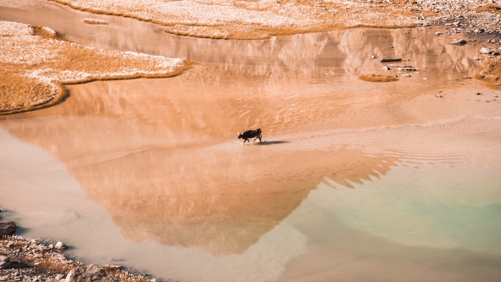 a dog walking on a beach next to a body of water