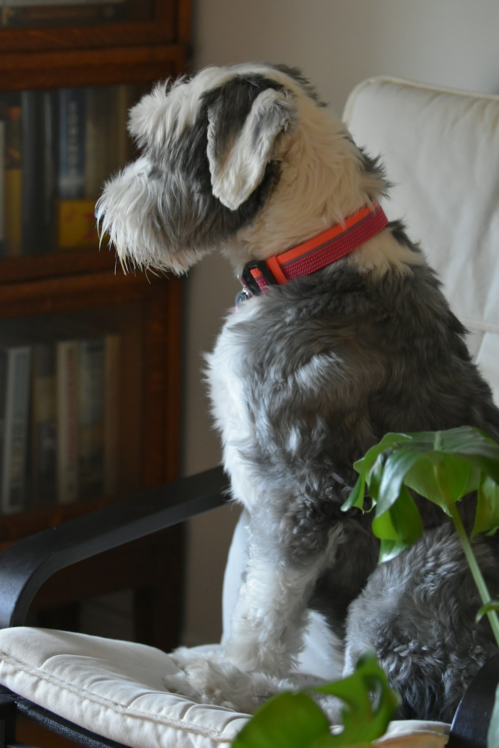 a gray and white dog sitting on top of a chair