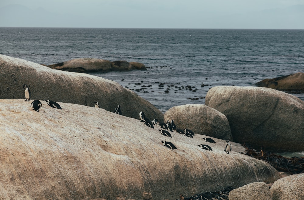 a flock of birds sitting on top of a large rock