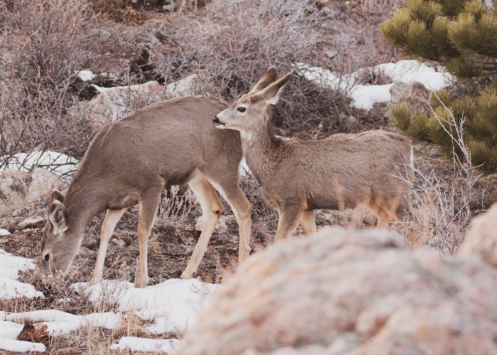 a couple of deer standing on top of a snow covered field