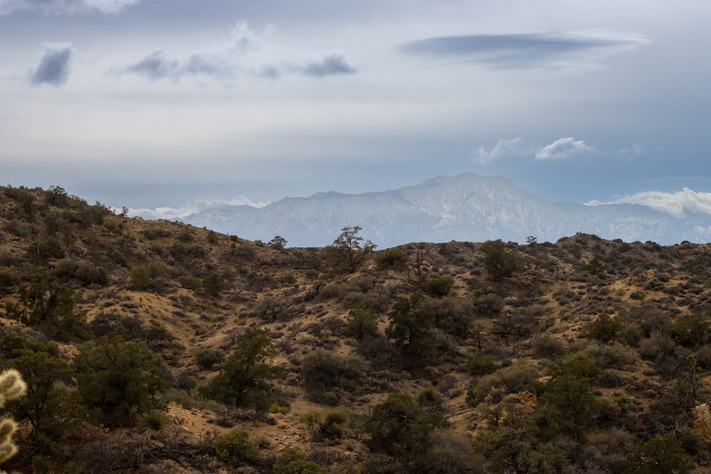 a view of a mountain range with trees in the foreground