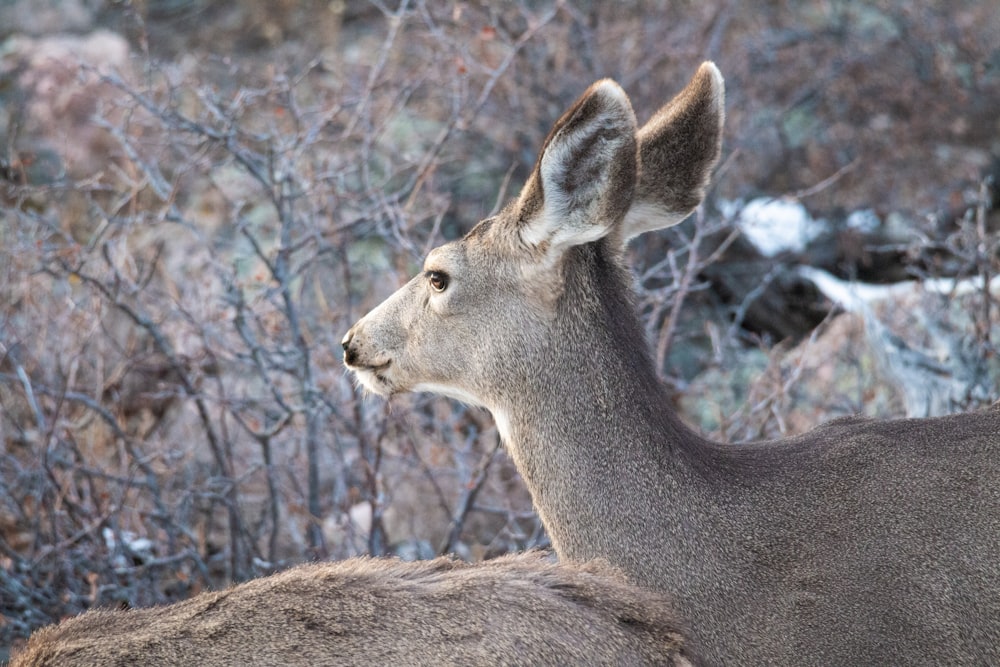 a close up of a deer in a field