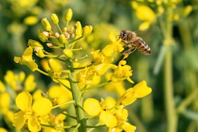 a honeybee on a yellow flower in a field