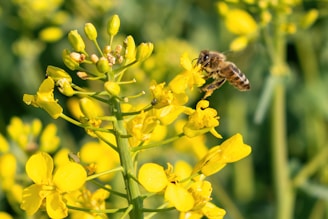 A close-up of a honeybee gathering nectar from vibrant yellow flowers near the site.