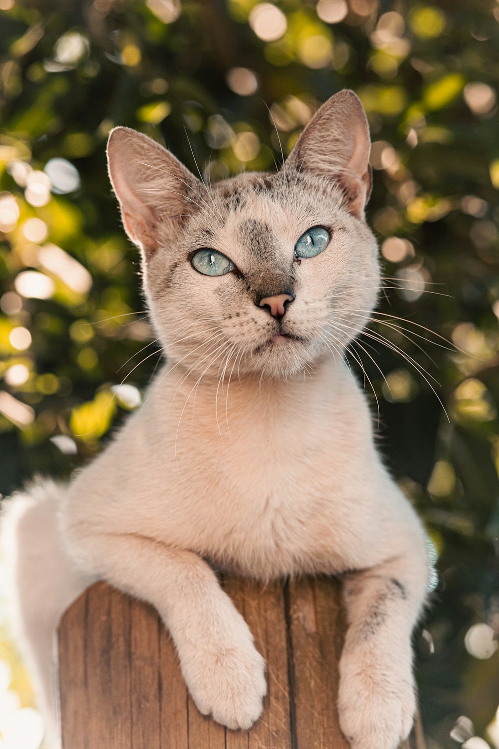 a cat sitting on top of a wooden post