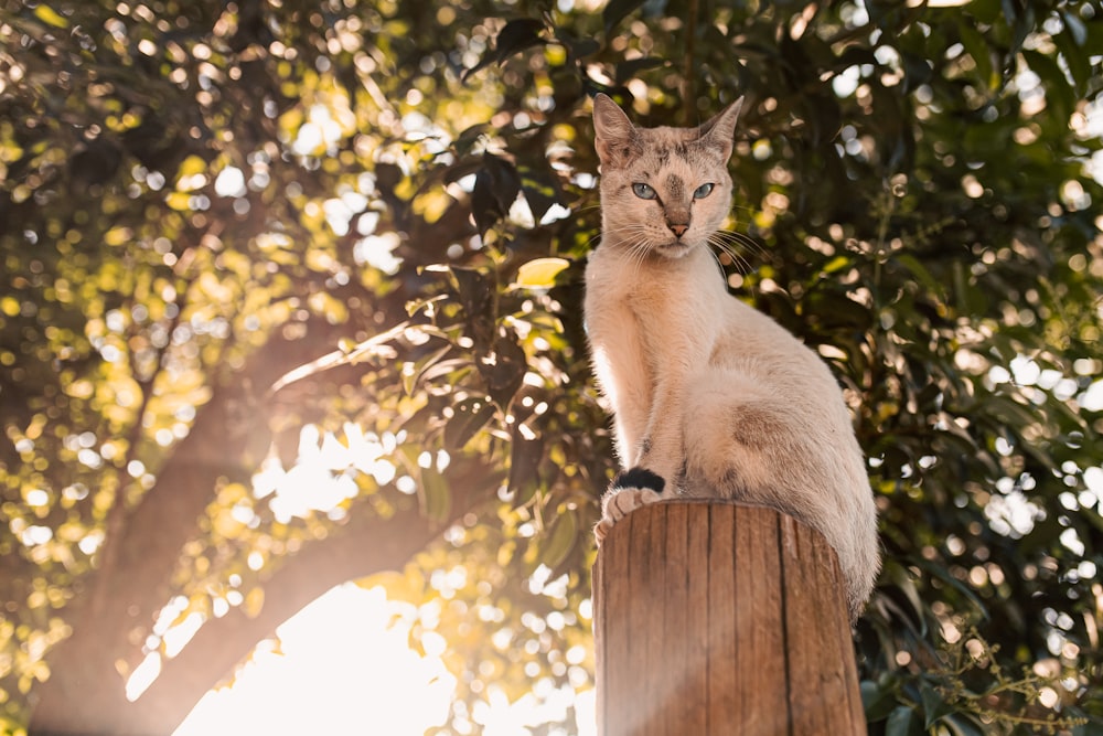 a cat sitting on top of a wooden post