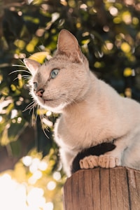 A light-colored cat with striking blue eyes sits gracefully on a wooden post. The background is lush with vibrant green foliage and soft, dappled sunlight, creating a tranquil and natural setting.