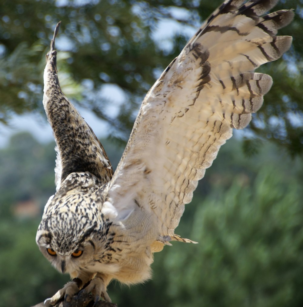 an owl spreads its wings while perched on a branch