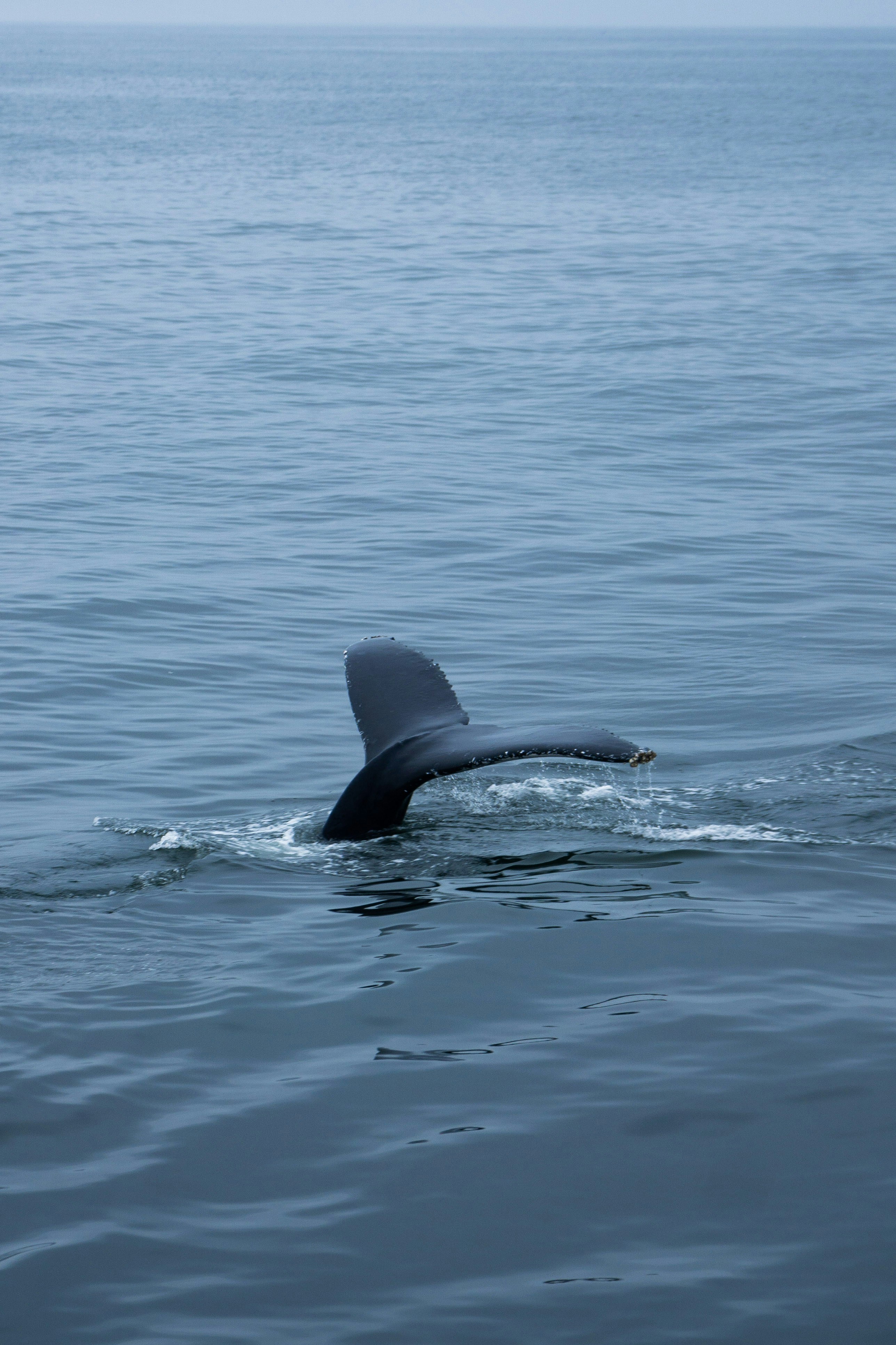 a large shark swimming across a large body of water