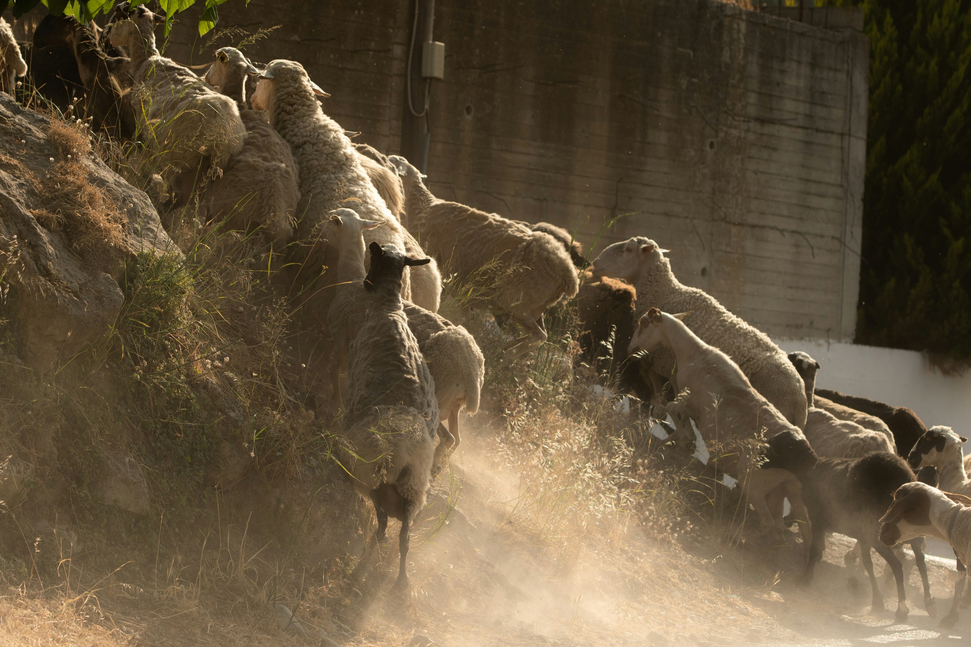 a herd of sheep standing on top of a dry grass field