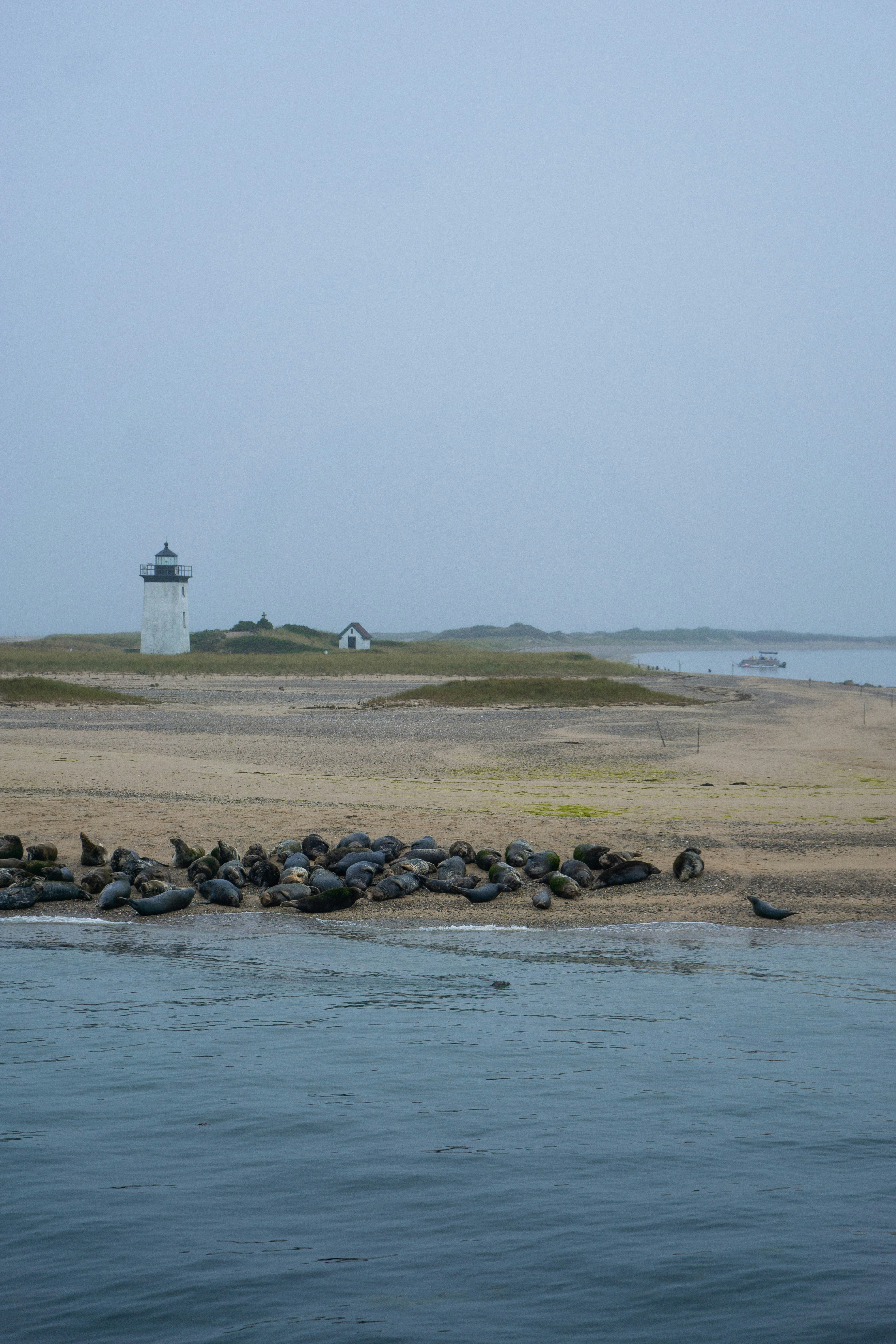 a group of sea lions resting on the shore of a beach